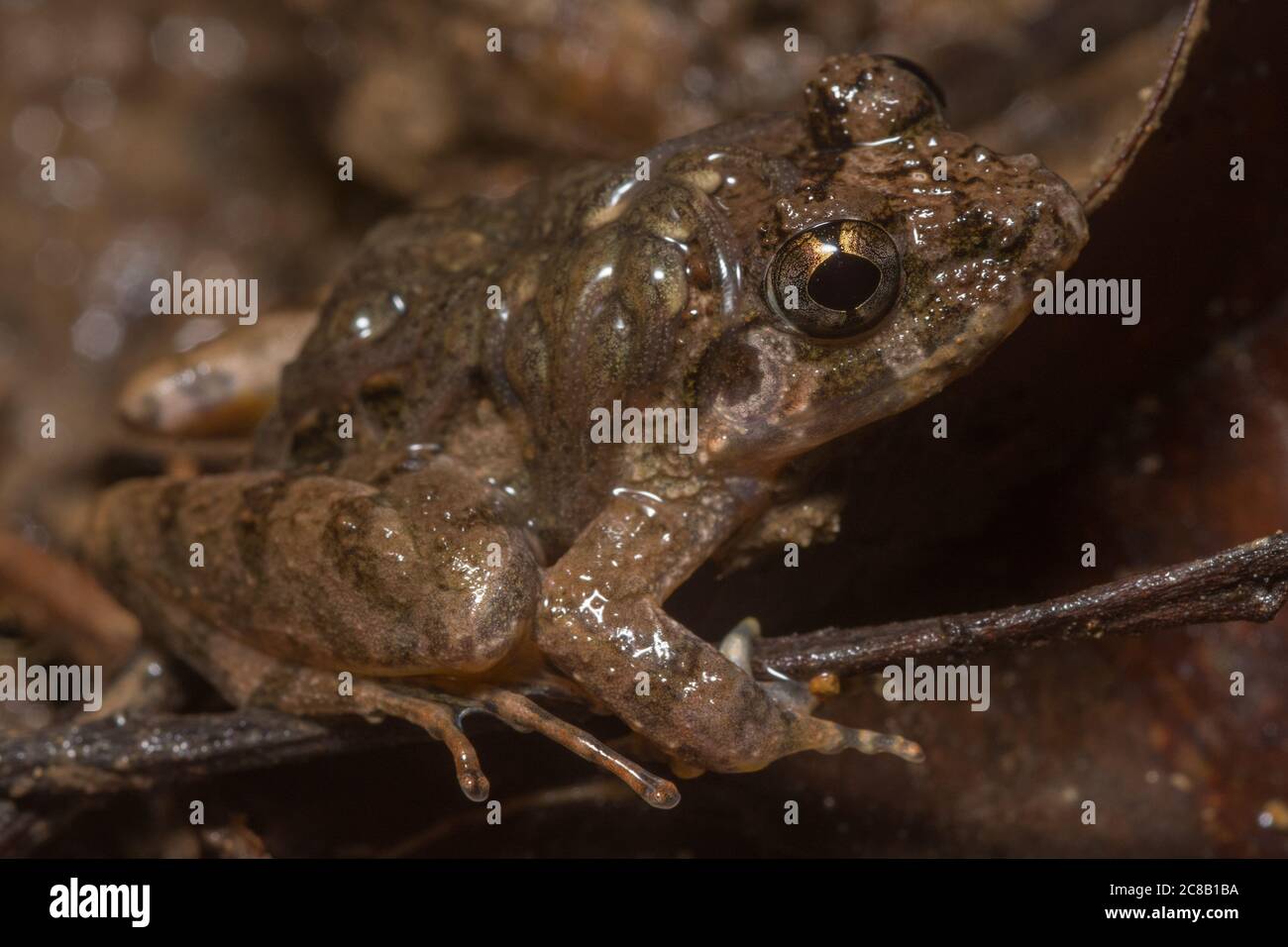 Grenouille gardienne (Limnonectes finchi), un homme porte ses têtards sur son dos. Cette grenouille est endémique à Bornéo. Banque D'Images