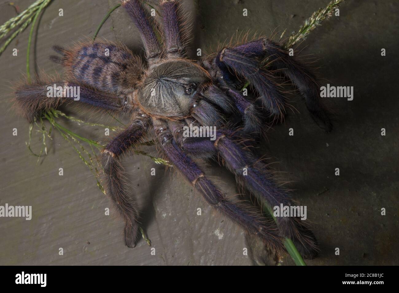 Tarantula (Phormingochilus everetti), un grand et très joli araignée de Bornéo. Banque D'Images
