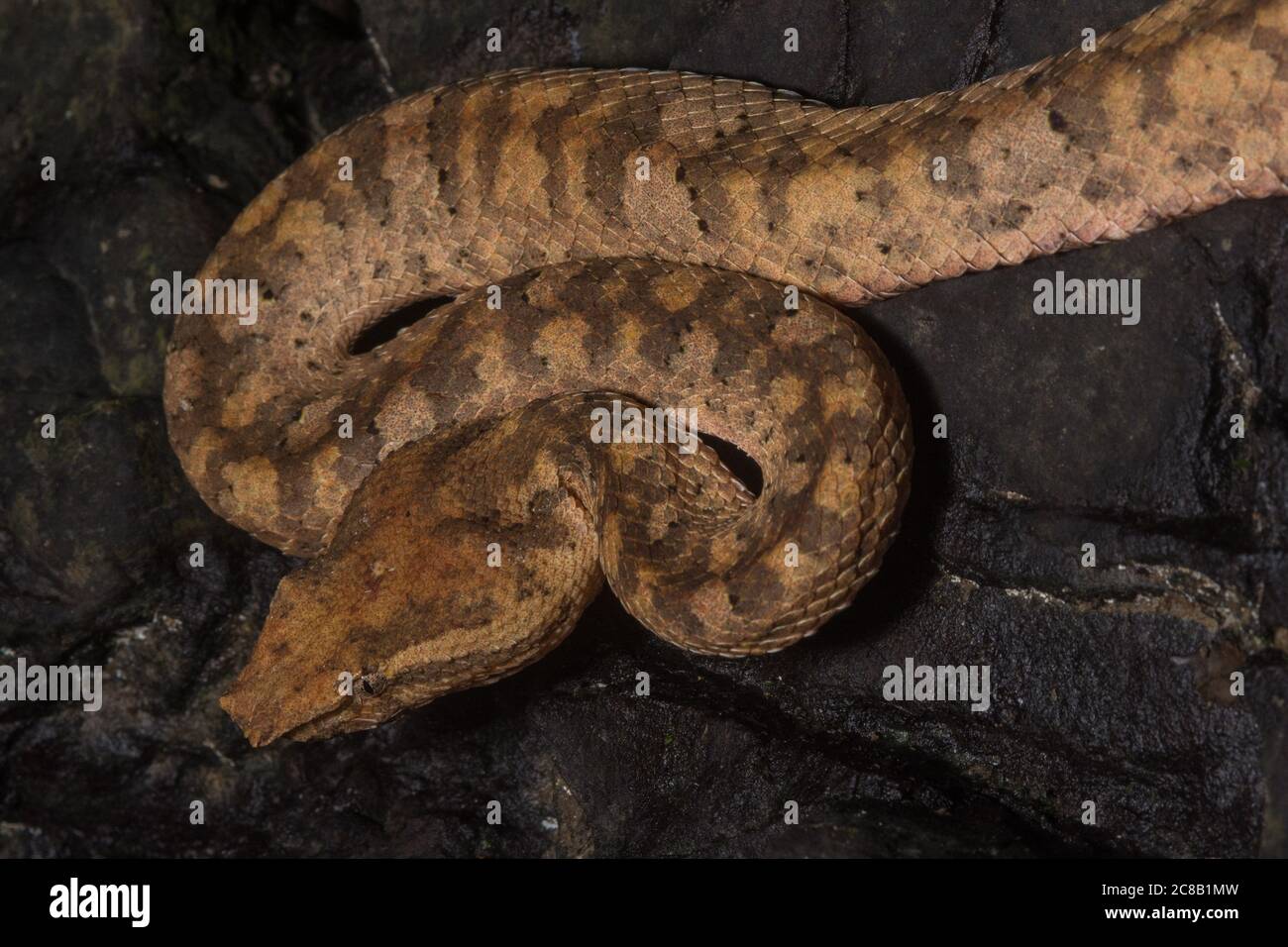 Vipère de la feuille de Bornean (Trimeresurus borneensis) un vipère venimeux endémique de l'île de Borneo en Asie. Banque D'Images