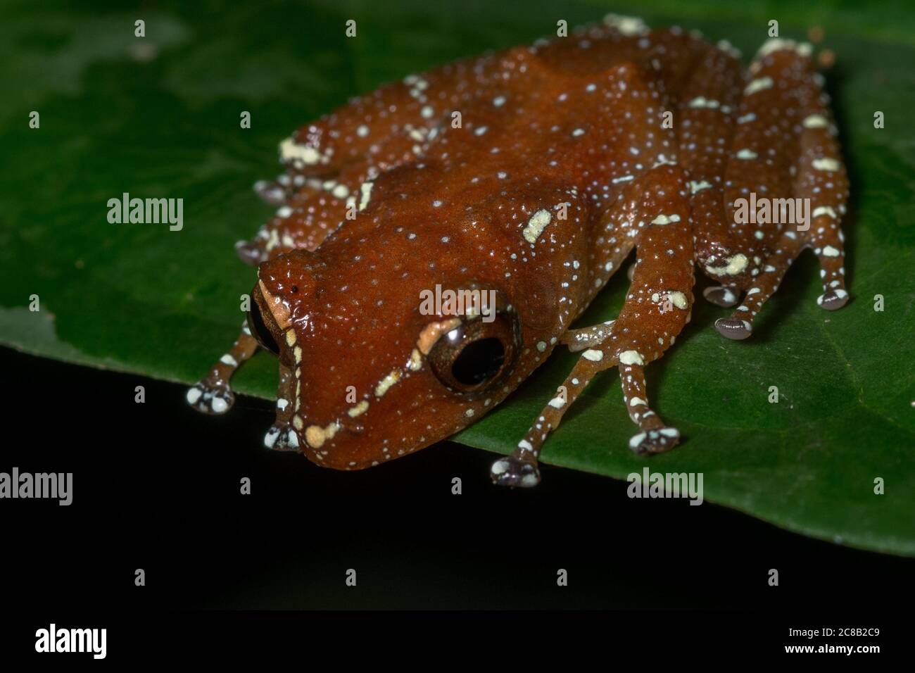 La grenouille à la cannelle (Nyctixalus pictus) est une grenouille rare de la jungle de Bornean en Malaisie. Banque D'Images