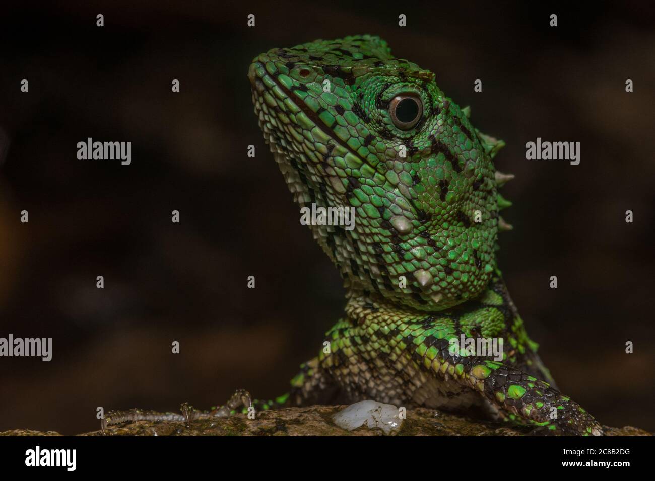 Le lézard à sourcils de Mocquard (Phoxophrys cephalum) de la forêt montagnarde autour du parc national du Mont Kinabalu à Sabah, en Malaisie, Bornéo. Banque D'Images