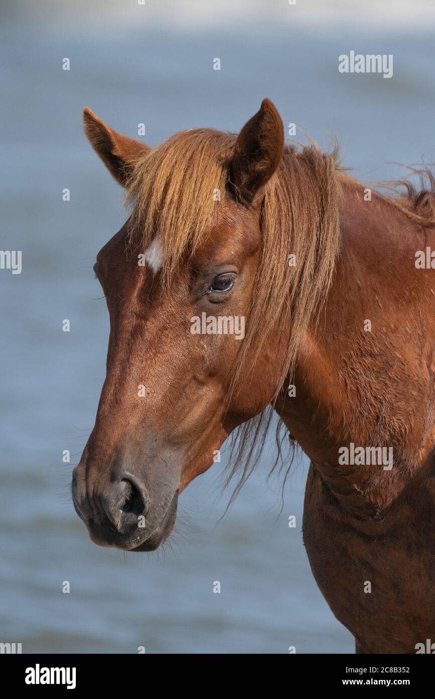 Un cheval sauvage à Currituck, NC Banque D'Images