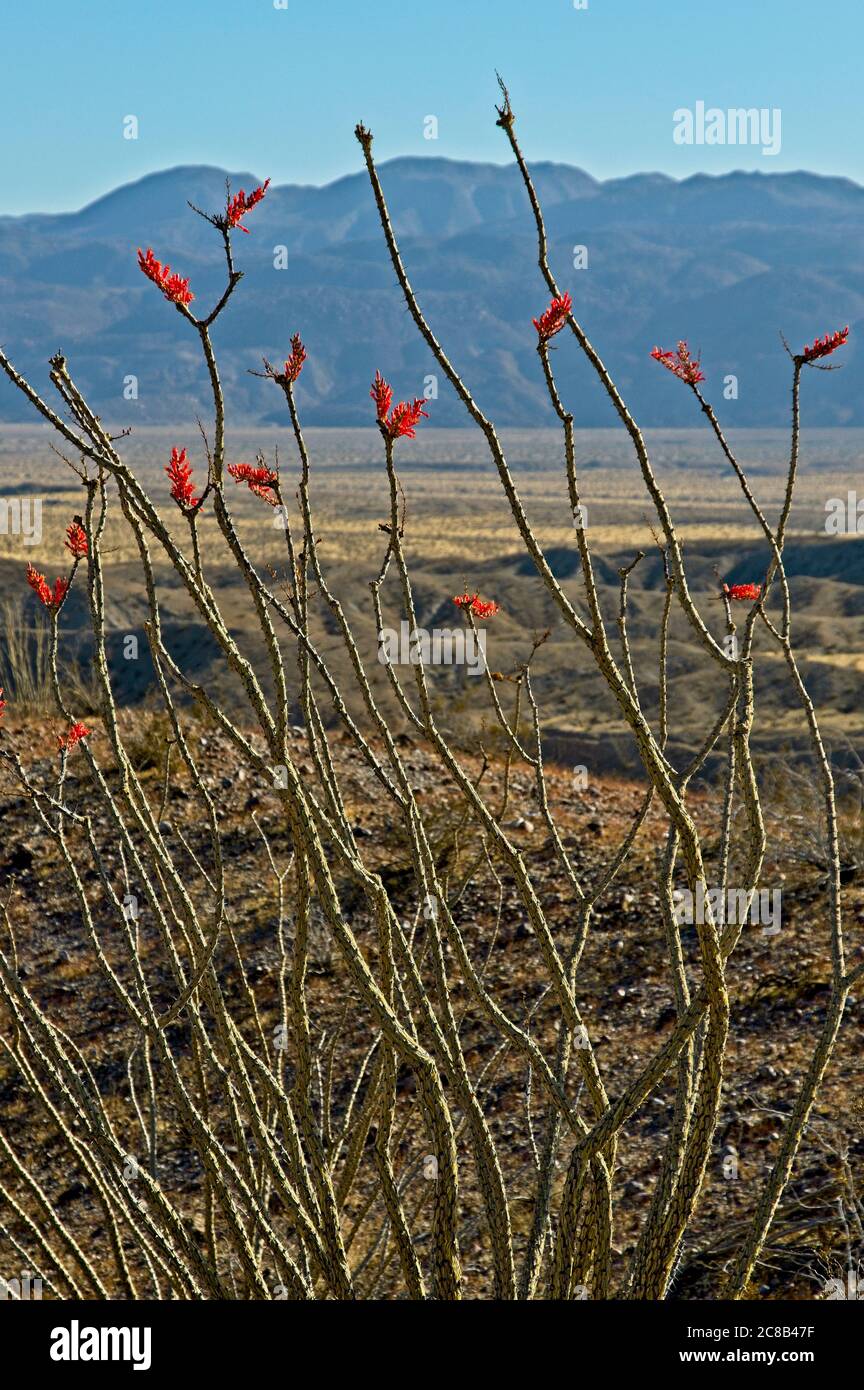 Le cactus d'Ocotillo avec de longues branches spindly se démarquent dans le désert aride du parc national d'Anza-Borrego, dans le sud de la Californie. Banque D'Images