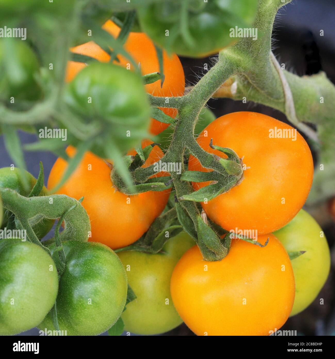 Tomates fraîches d'orange poussant dans le jardin Banque D'Images