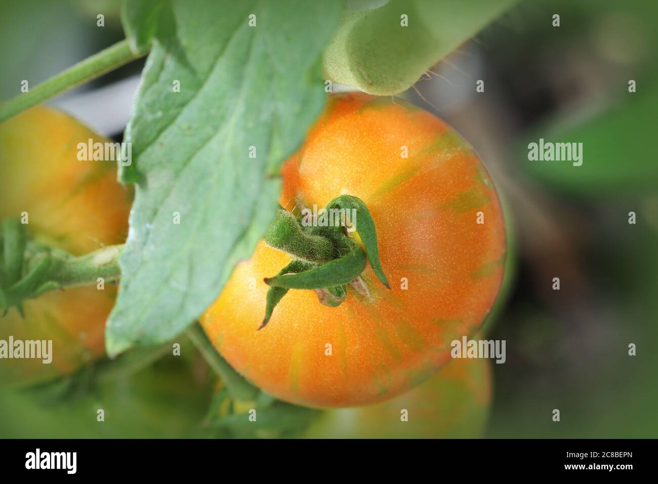 Tomates fraîches d'orange poussant dans le jardin Banque D'Images