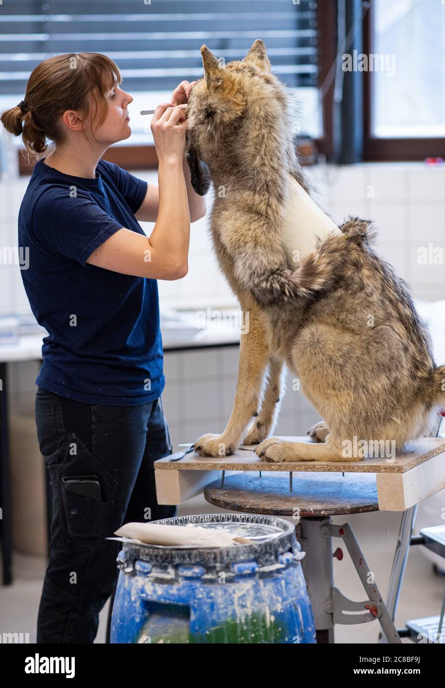 22 juillet 2020, Rhénanie-du-Nord-Westphalie, Münster: Jacqueline Winkler, taxidermiste au Musée d'Histoire naturelle de LWL, taxidermisse un loup mâle de deux à trois ans qui est mort dans un accident de voiture en Rhénanie-du-Nord-Westphalie. Photo: Guido Kirchner/dpa Banque D'Images