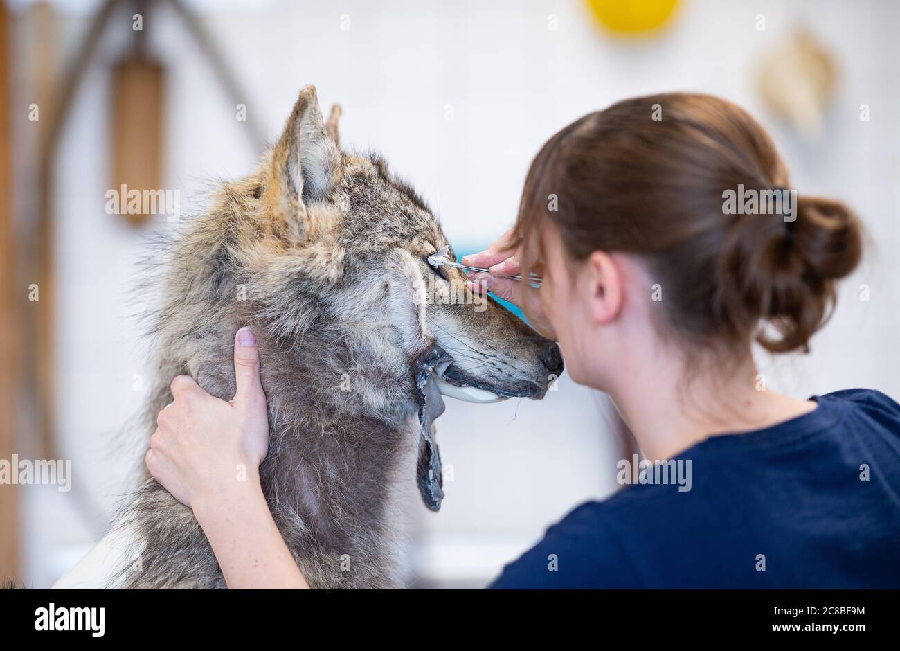 22 juillet 2020, Rhénanie-du-Nord-Westphalie, Münster: Jacqueline Winkler, taxidermiste au Musée d'Histoire naturelle de LWL, taxidermisse un loup mâle de deux à trois ans qui est mort dans un accident de voiture en Rhénanie-du-Nord-Westphalie. Photo: Guido Kirchner/dpa Banque D'Images