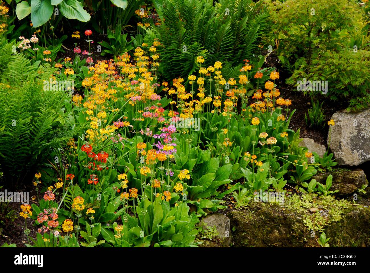 Candelabra Primula Harlow hybrides multicolores de voitures (Primula japonica 'Harlow Carr') cultivés à la frontière de RHS Garden Harlow Carr, Harrogate. Banque D'Images