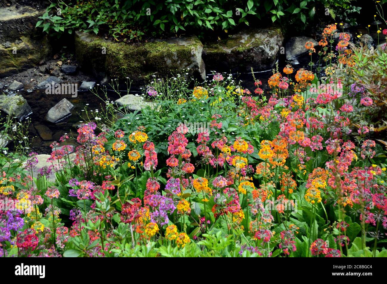 Candelabra Primula Harlow hybrides multicolores de voitures (Primula japonica 'Harlow Carr') cultivés à la frontière de RHS Garden Harlow Carr, Harrogate. Banque D'Images