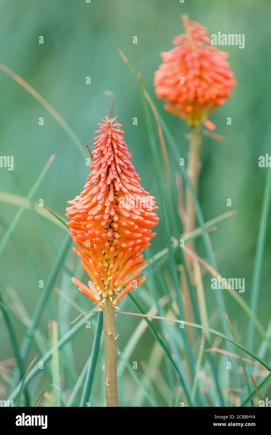 Deux pointes de fleurs distinctives de kniphofia 'Erecta'. Poker Red Hot. Fleur de torche d'Erecta Banque D'Images