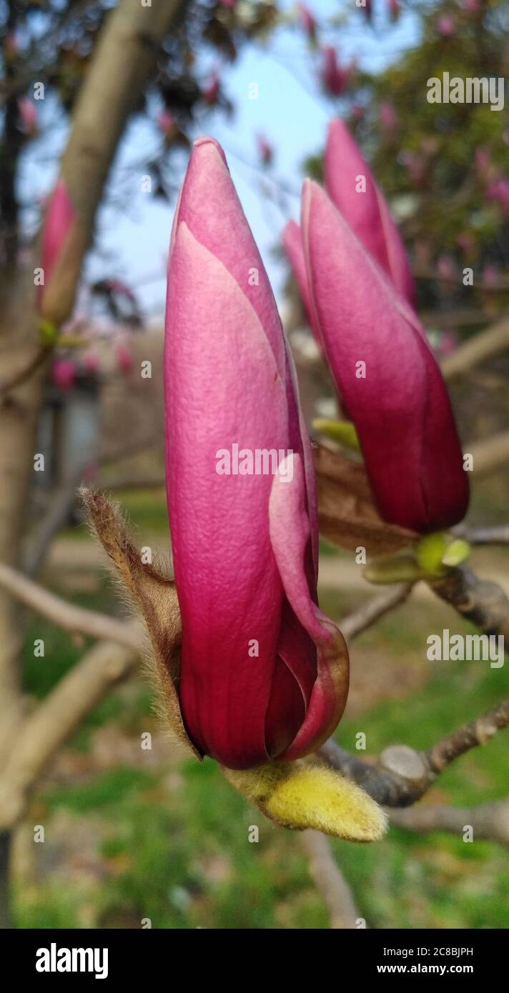 Purple magnolia Banque de photographies et d'images à haute résolution -  Alamy