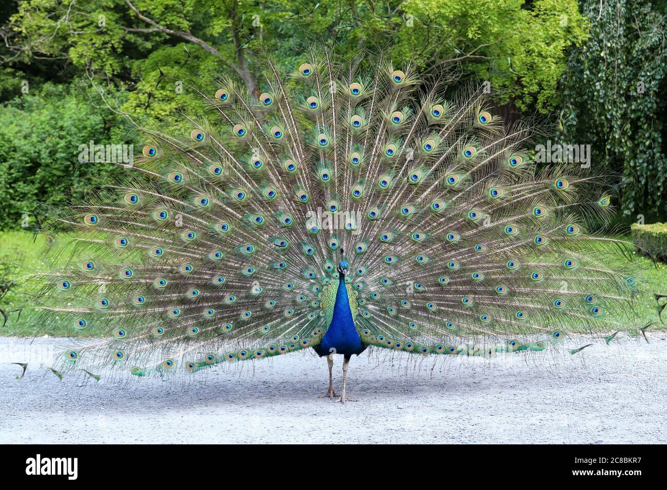 Fier paon montrant sa longue queue avec de belles plumes avec des marques oculaires Banque D'Images