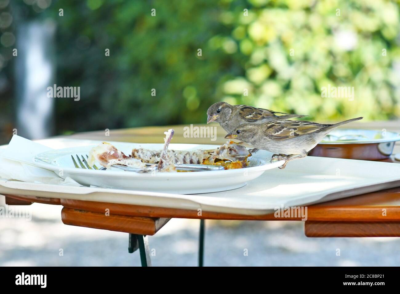 Oiseau d'arnaque cannibalisme mangeant une carcasse de poulet de nourriture restante sur une assiette de table de restaurant Banque D'Images