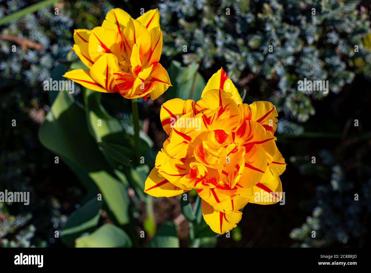 Deux magnifiques fleurs de tulipe à fleurs de pivoines jaune-rouge sur un vert flou Banque D'Images