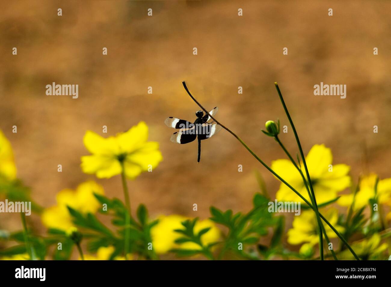Libellule noire sur fleur avec fond jaune et marron Banque D'Images