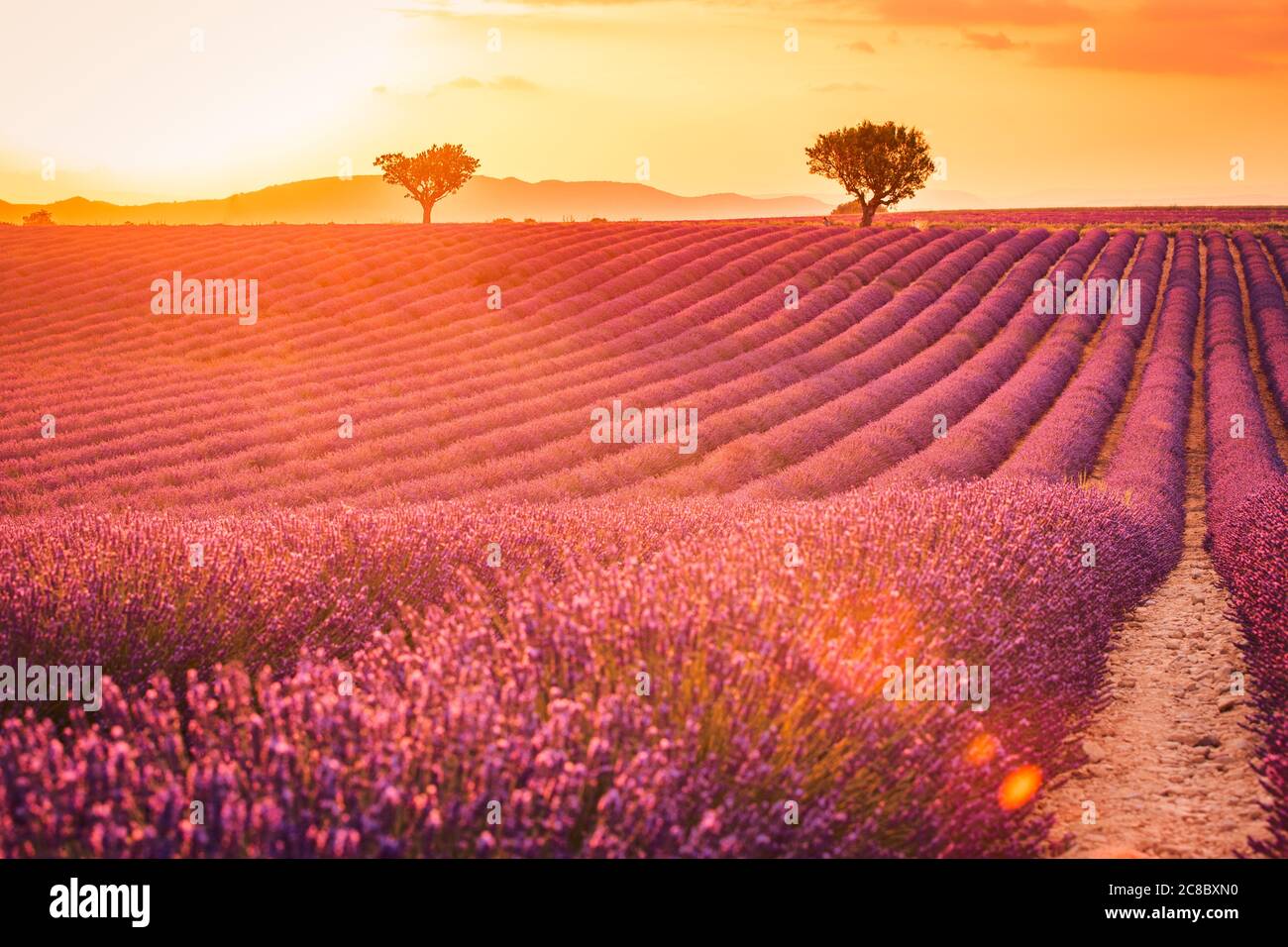 Ambiance estivale fantastique, paysage floral de coucher de soleil de fleurs de lavande de prairie. Magnifique ciel coloré, rayons de soleil, paisible et paisible scène de nature lumineuse et relaxante Banque D'Images
