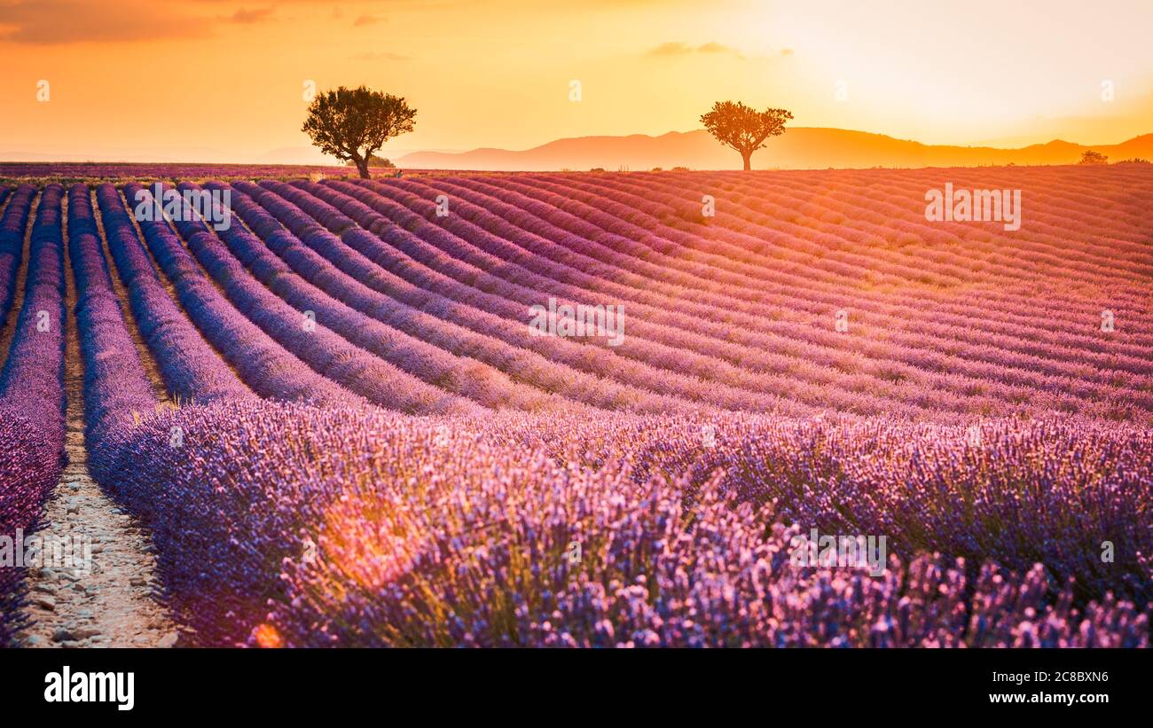 Ambiance estivale fantastique, paysage floral de coucher de soleil de fleurs de lavande de prairie. Magnifique ciel coloré, rayons de soleil, paisible et paisible scène de nature lumineuse et relaxante Banque D'Images