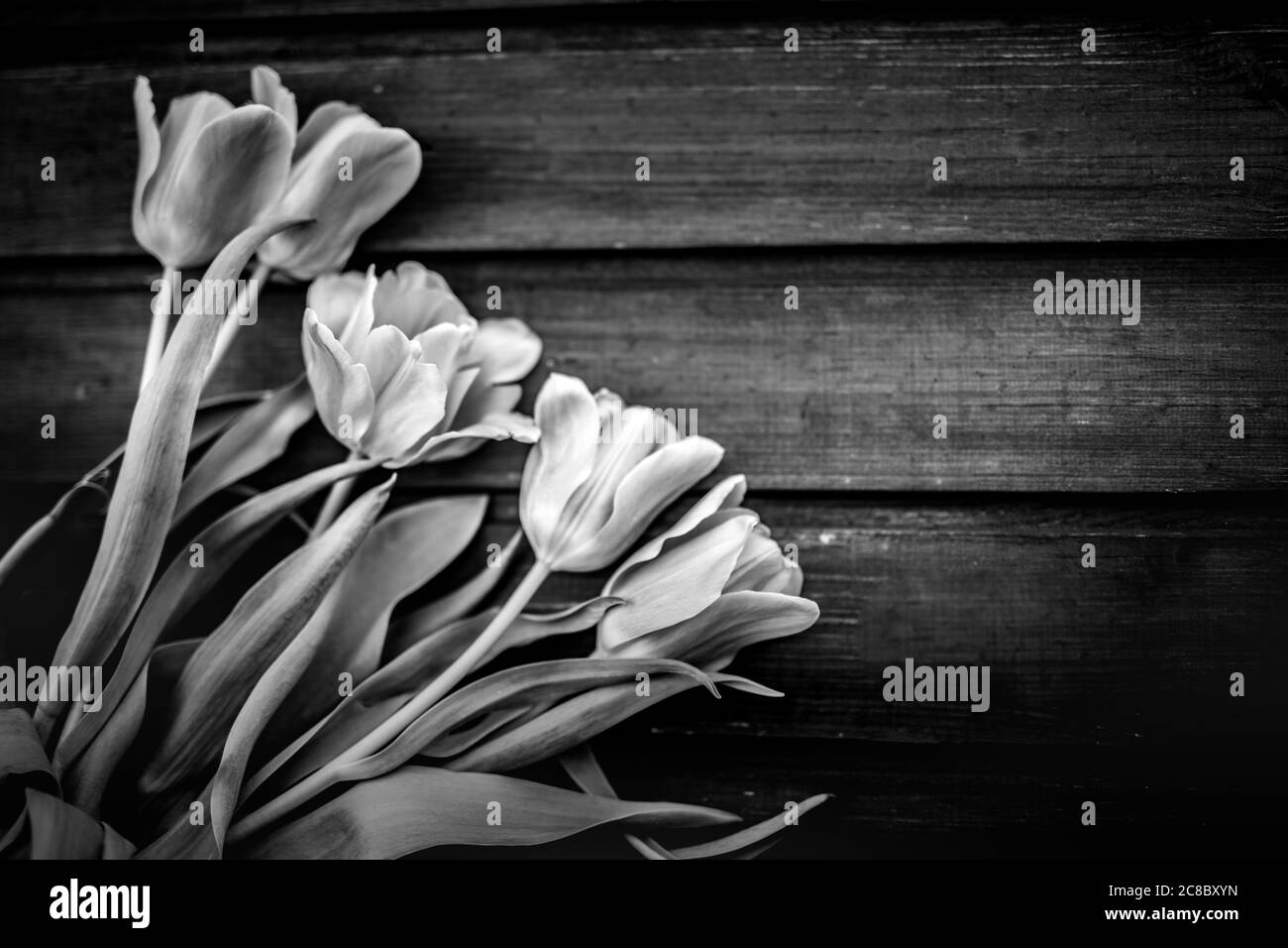 Vue de dessus des tulipes fleuris sur une surface en bois, concept de fête des mères. Processus abstrait noir et blanc. Fête des femmes. Bouquet de tulipes roses sur planches en bois Banque D'Images
