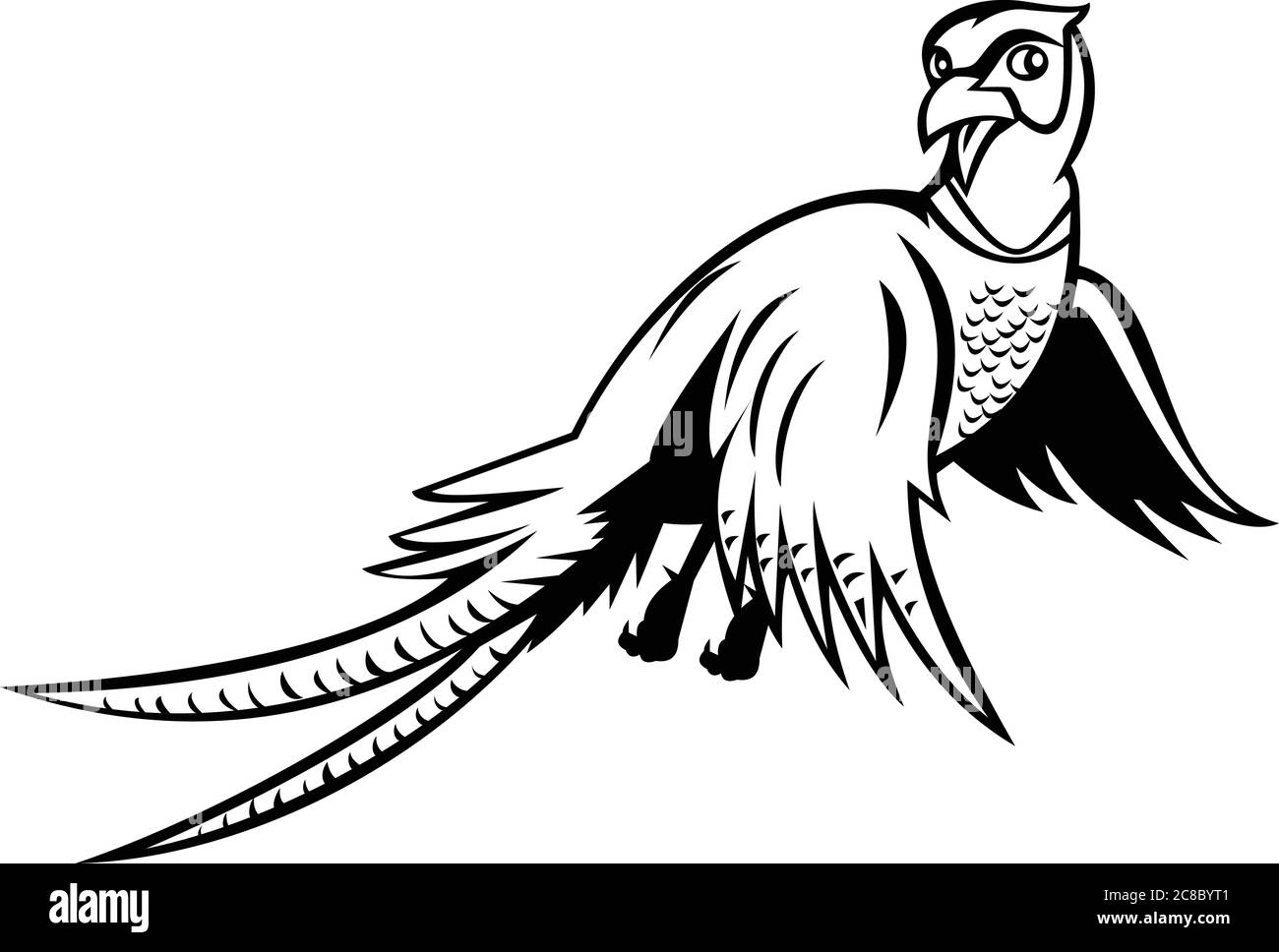 Illustration de style caricature d'un faisan à col en anneau Phasianus colchicus, un oiseau de jeu, survolant vu de bas angle sur un fond isolé fait dans Illustration de Vecteur