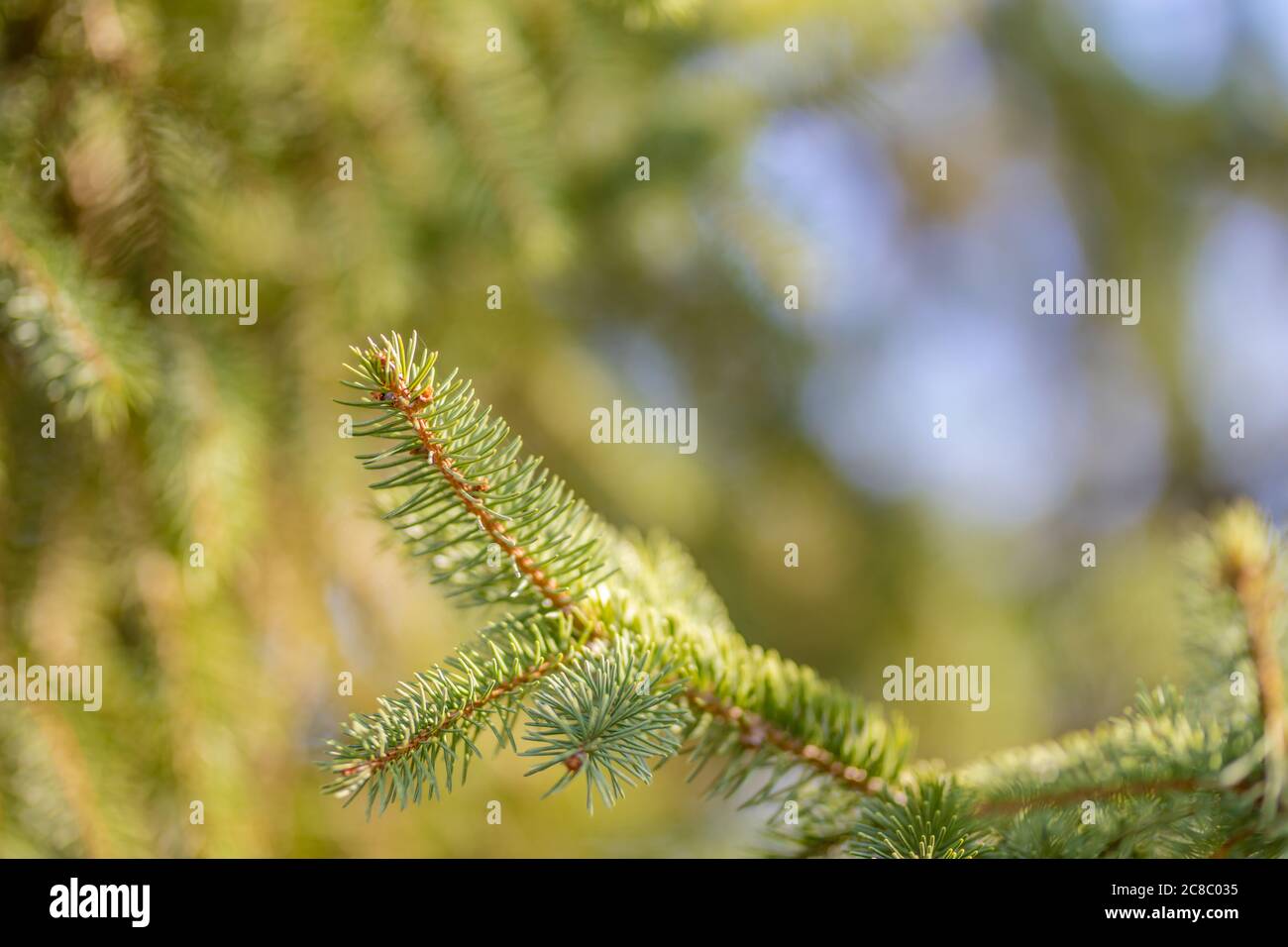 Branches de sapin de Noël arrière-plan. Papier peint en pin de Noël avec espace de copie. Banque D'Images