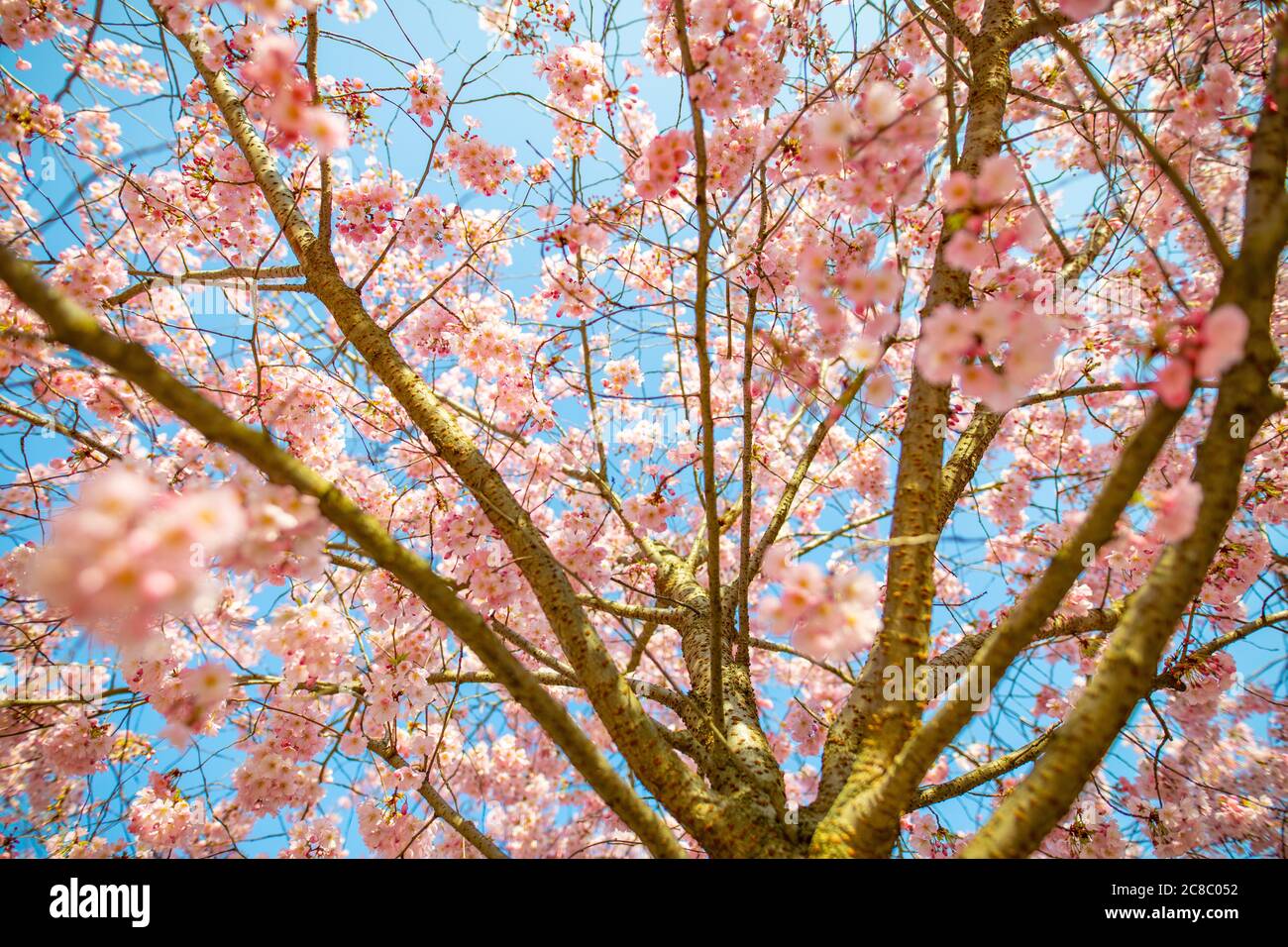 Fond de cerisiers en fleurs, magnifique arbre en fleurs et rayons du soleil. Rêvez la nature du printemps, ambiance magique du printemps. Ambiance romantique, vue sur la nature florale Banque D'Images