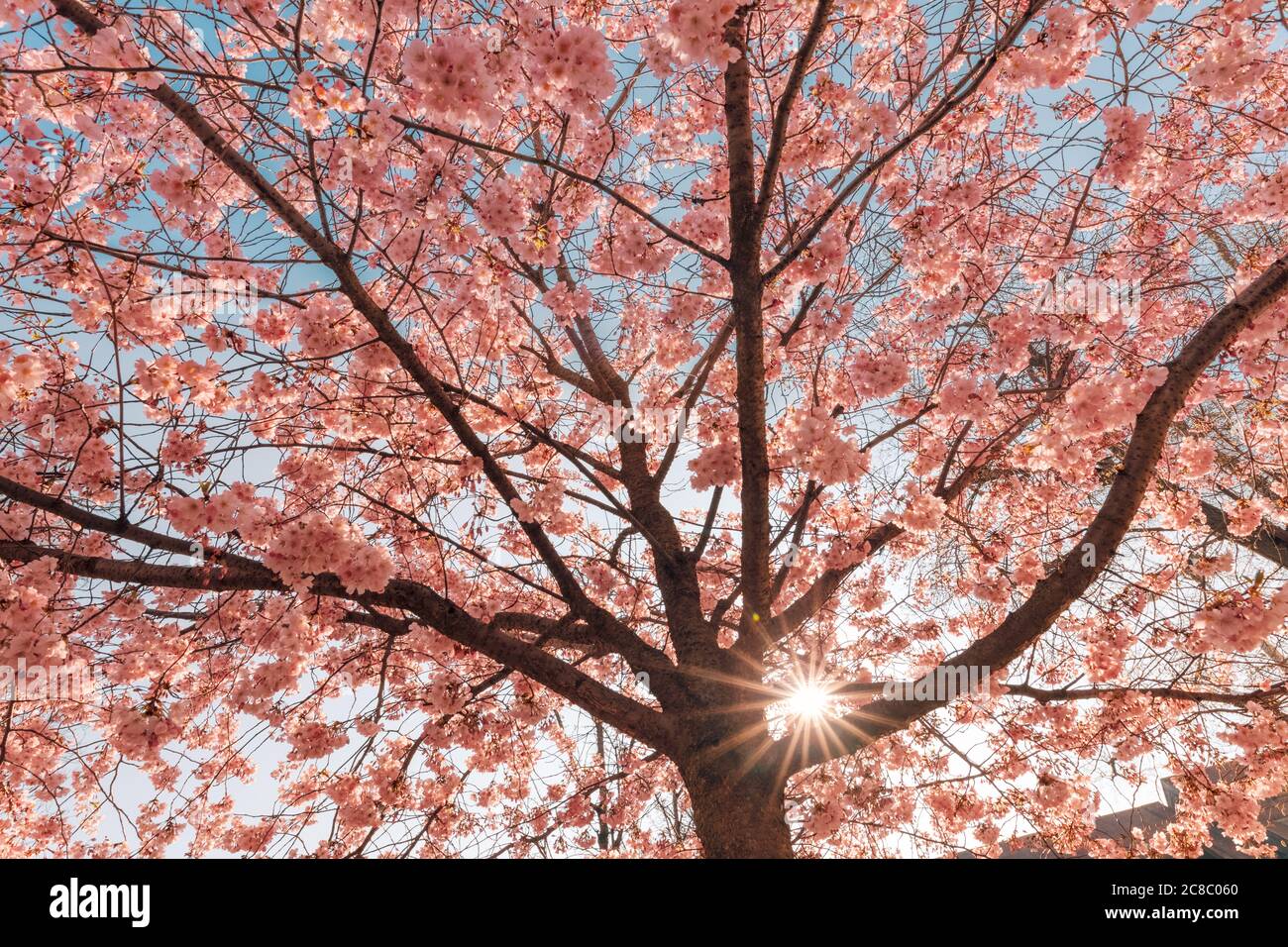Fond de cerisiers en fleurs, magnifique arbre en fleurs et rayons du soleil. Rêvez la nature du printemps, ambiance magique du printemps. Ambiance romantique, vue sur la nature florale Banque D'Images