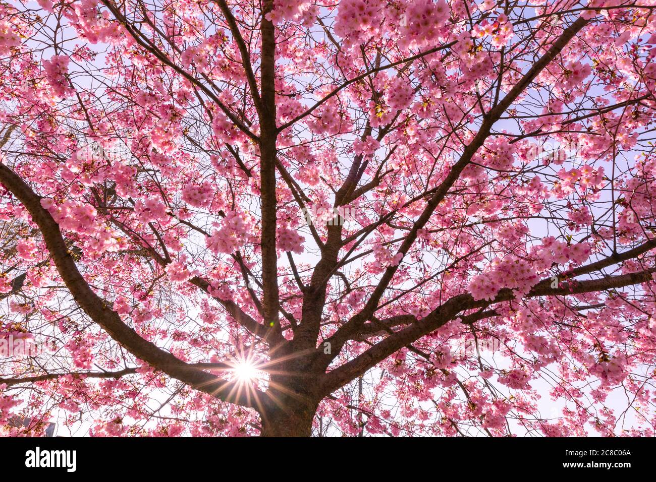 Fond de cerisiers en fleurs, magnifique arbre en fleurs et rayons du soleil. Rêvez la nature du printemps, ambiance magique du printemps. Ambiance romantique, vue sur la nature florale Banque D'Images