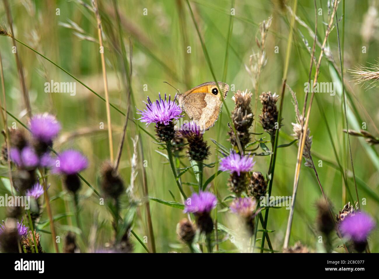 Petit papillon de Heath sur un chardon Banque D'Images
