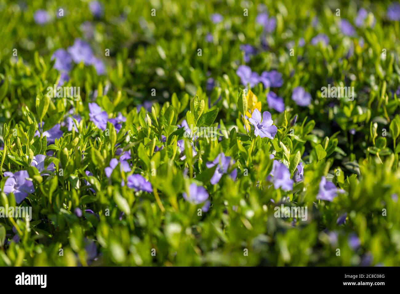 Bannière printanière de beaux jacinthes violettes. Panorama paysage, espace de copie. Banque D'Images