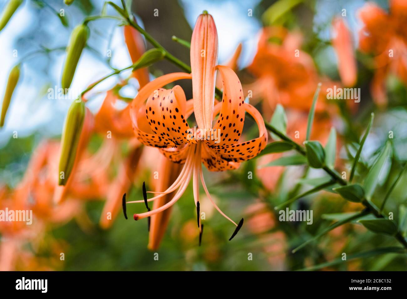 Fleur d'un Lily tigre entièrement ouverte dans le jardin Banque D'Images