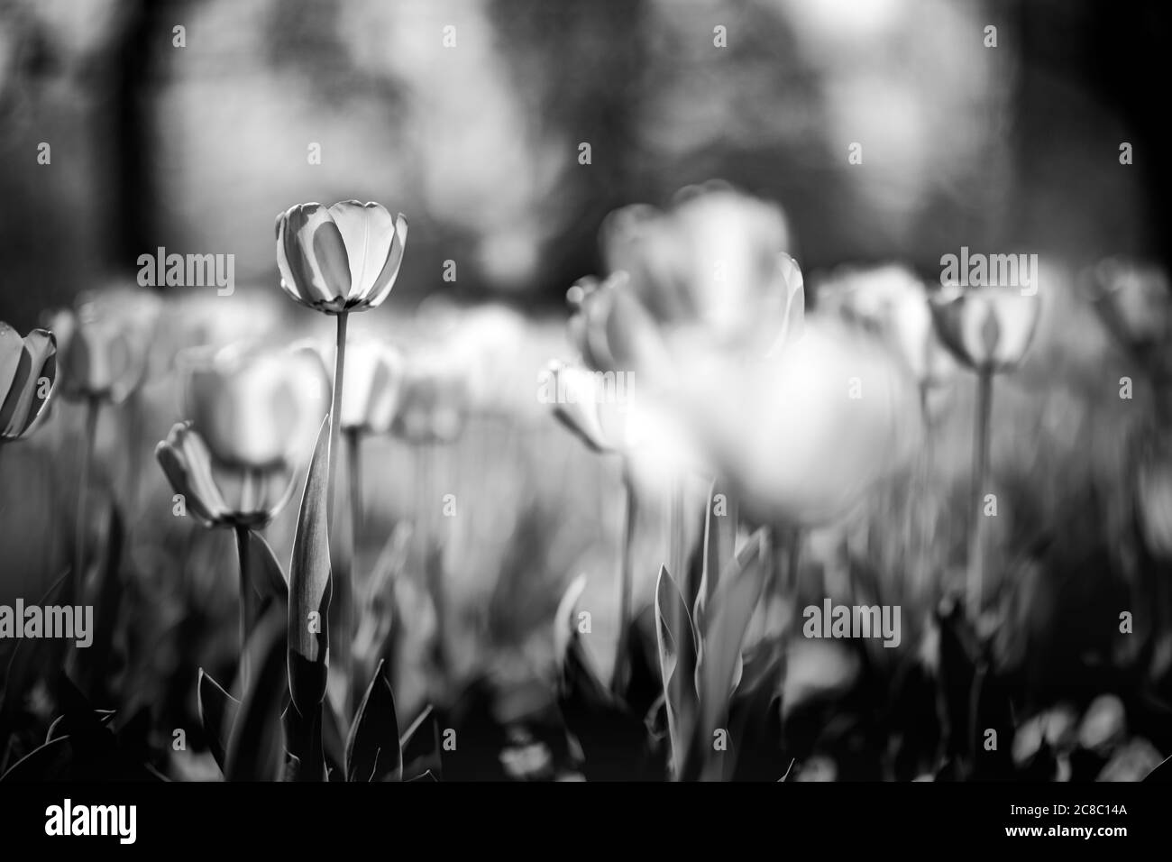 Tulipes sur fond floral noir et blanc abstrait. Fleurs de printemps lumière douce du soleil. Vue spectaculaire sur la nature, vue paisible et artistique sur le jardin Banque D'Images
