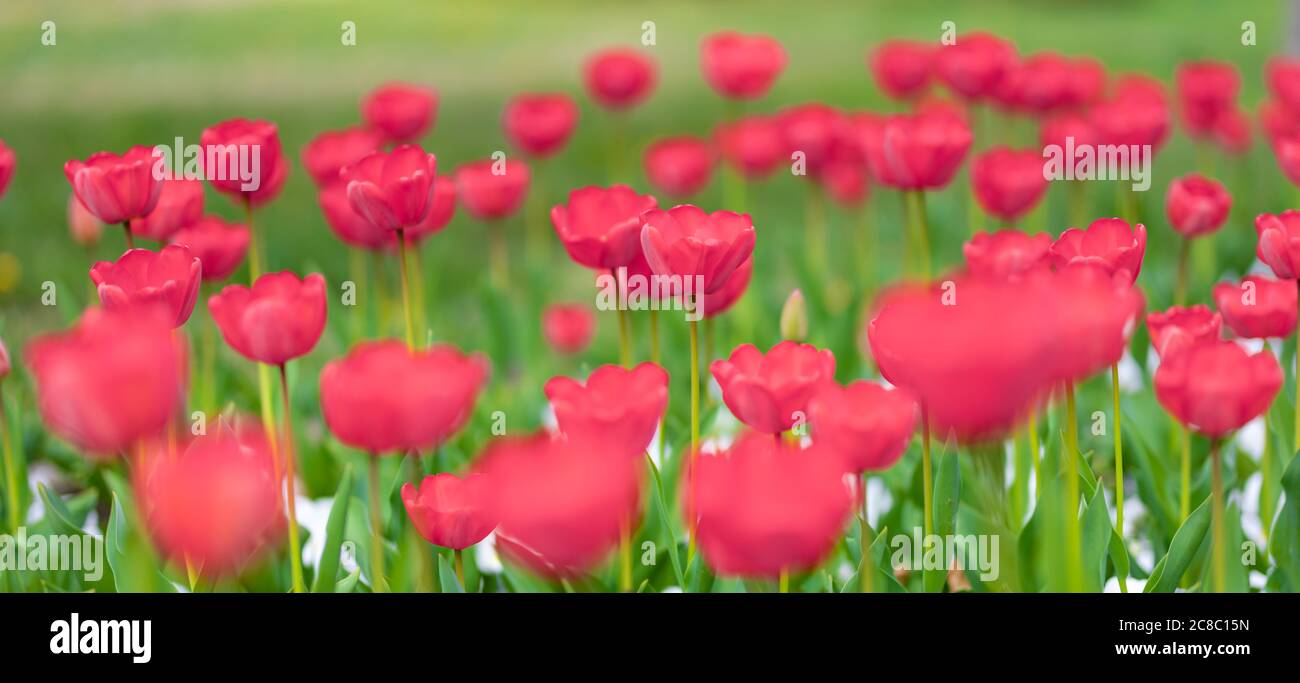 Gros plan de tulipes roses dans un domaine de tulipes roses. Magnifique fond de nature printanière. Romantique printemps tulipes fleur belle dans la plante de jardin Banque D'Images