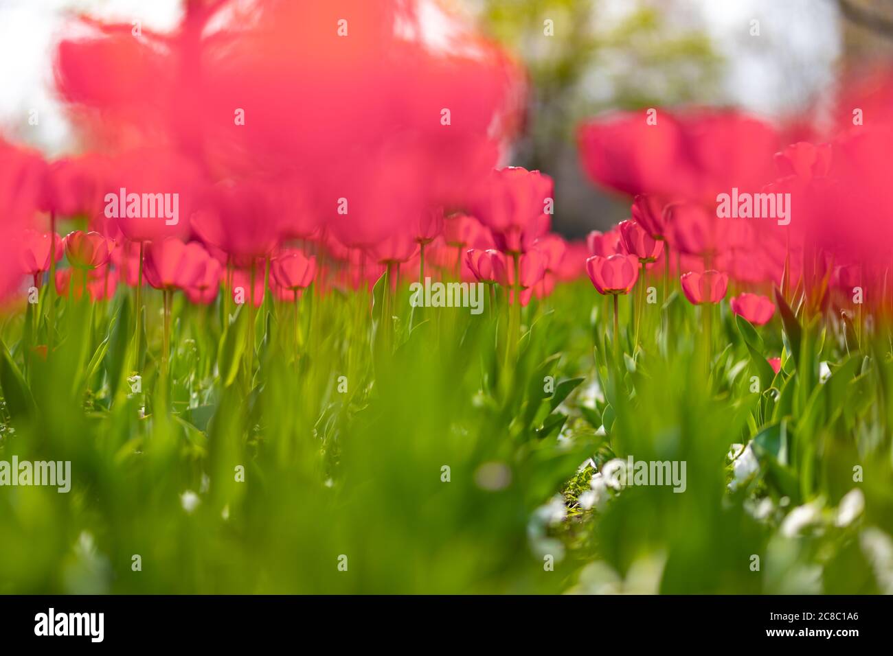 Gros plan de tulipes roses dans un domaine de tulipes roses. Magnifique fond de nature printanière. Romantique printemps tulipes fleur belle dans la plante de jardin Banque D'Images