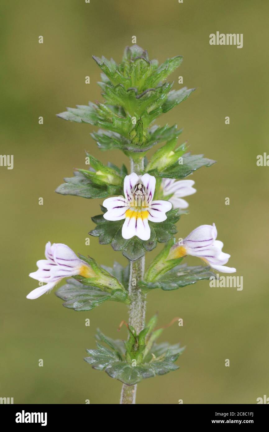 Euphrasia species Banque de photographies et d'images à haute résolution -  Alamy