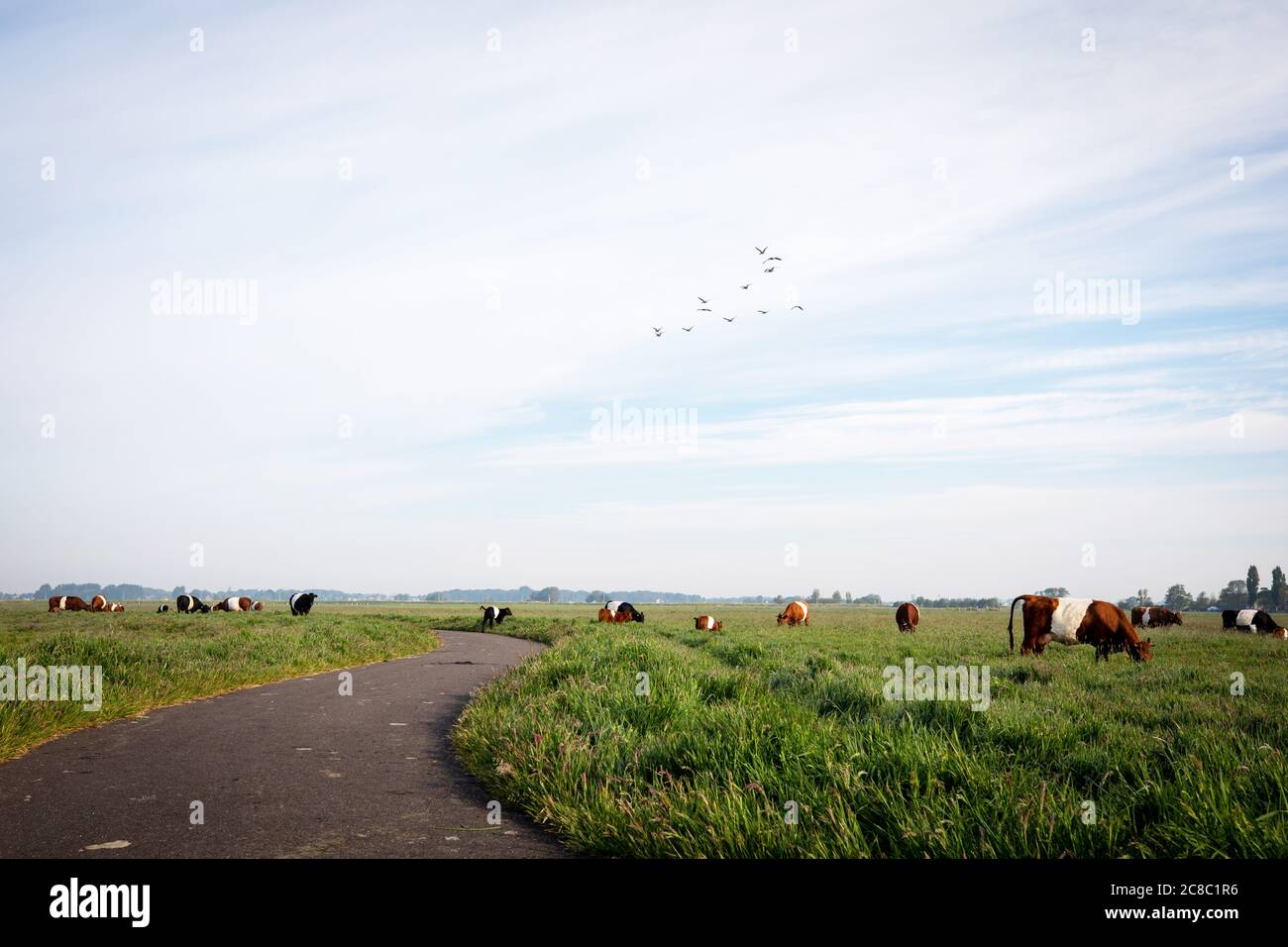 Vaches lakenvelder hollandaises dans un champ d'herbe, broutant dans le paysage hollandais vue de la polder Groene Hart, Hollande Banque D'Images