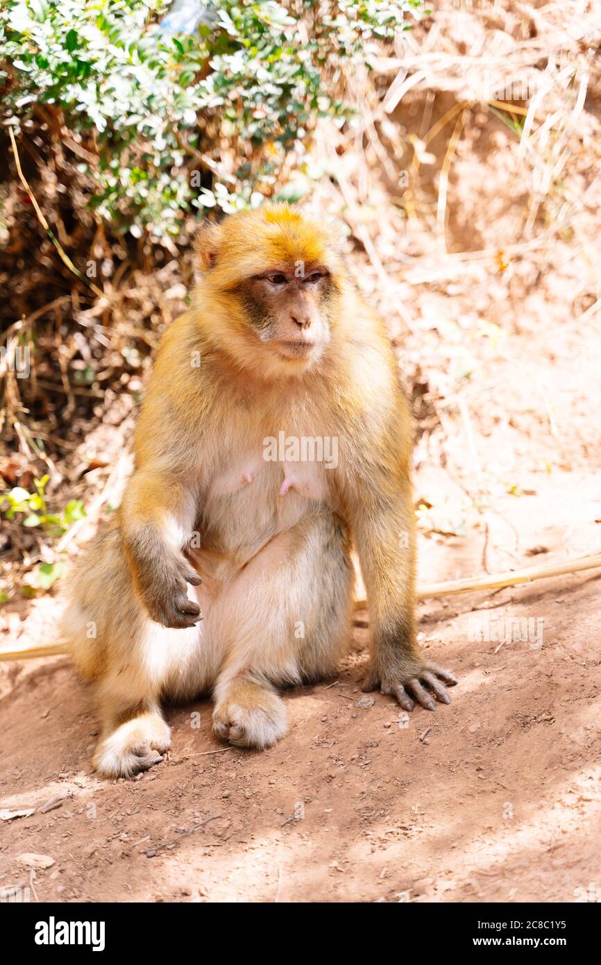 Photo verticale d'un singe assis sur le sol dans un terrain aride au Maroc Banque D'Images