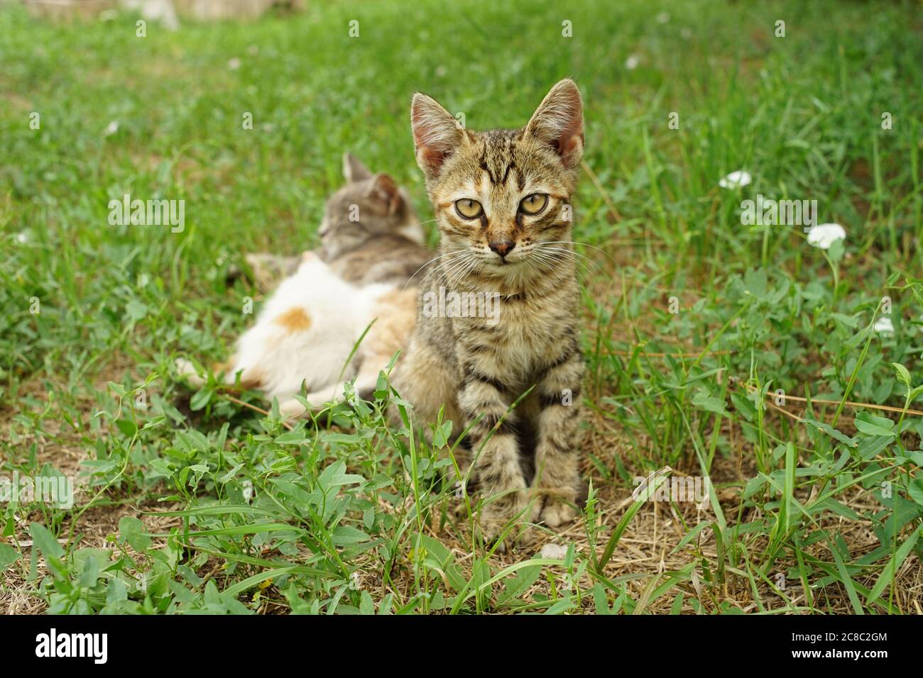 Tabby chaton gris assis dans le jardin d'été en herbe verte Banque D'Images