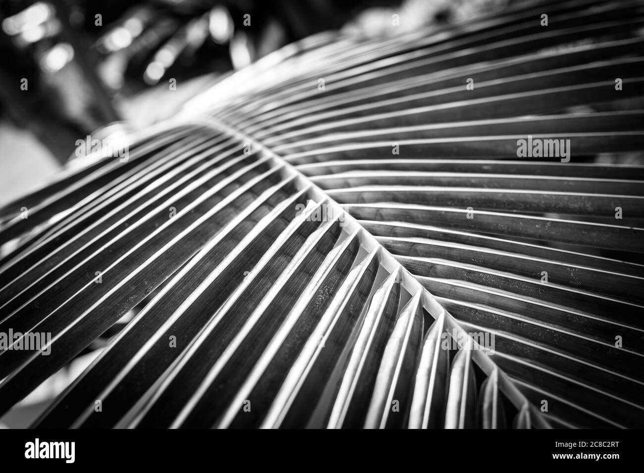 Fond tropical de feuilles de palmier. Motif nature exotique, texture palmier sous la lumière du soleil Banque D'Images