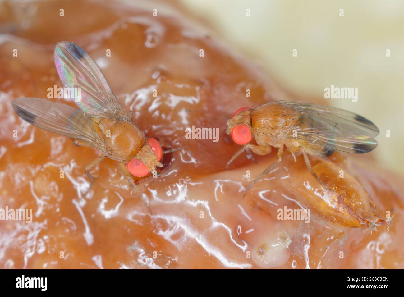 Drosophila suzuki - communément appelé l'aile tachetée drosophila ou SWD. Vole sur des fruits pourris. Banque D'Images