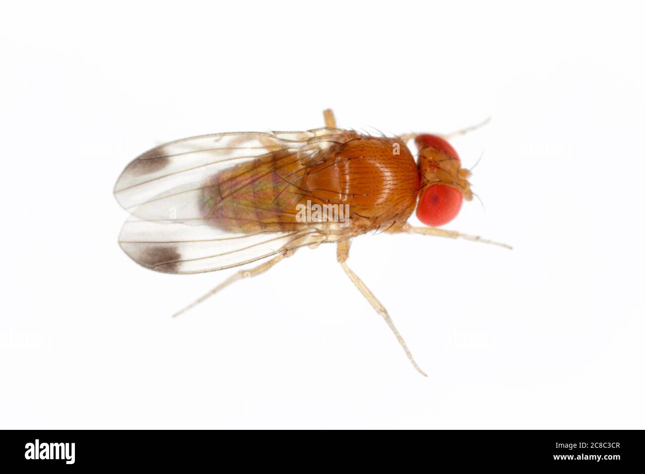 Drosophila suzuki - communément appelé l'aile tachetée drosophila ou SWD. Insecte adulte sur fond blanc. Banque D'Images