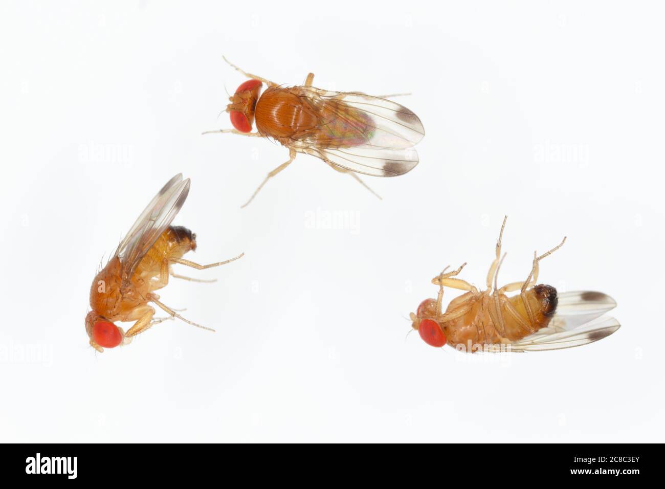 Drosophila suzuki - communément appelé l'aile tachetée drosophila ou SWD. Insecte adulte sur fond blanc. Banque D'Images