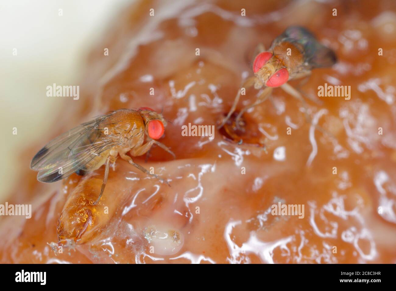 Drosophila suzuki - communément appelé l'aile tachetée drosophila ou SWD. Vole sur des fruits pourris. Banque D'Images