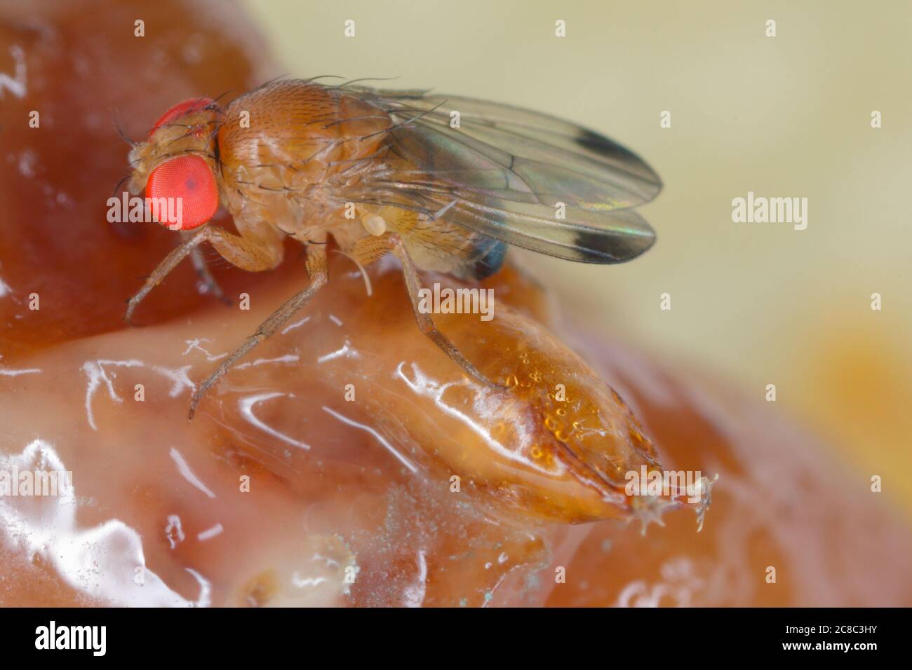 Drosophila suzuki - communément appelé l'aile tachetée drosophila ou SWD. Flie sur des fruits pourris. Banque D'Images
