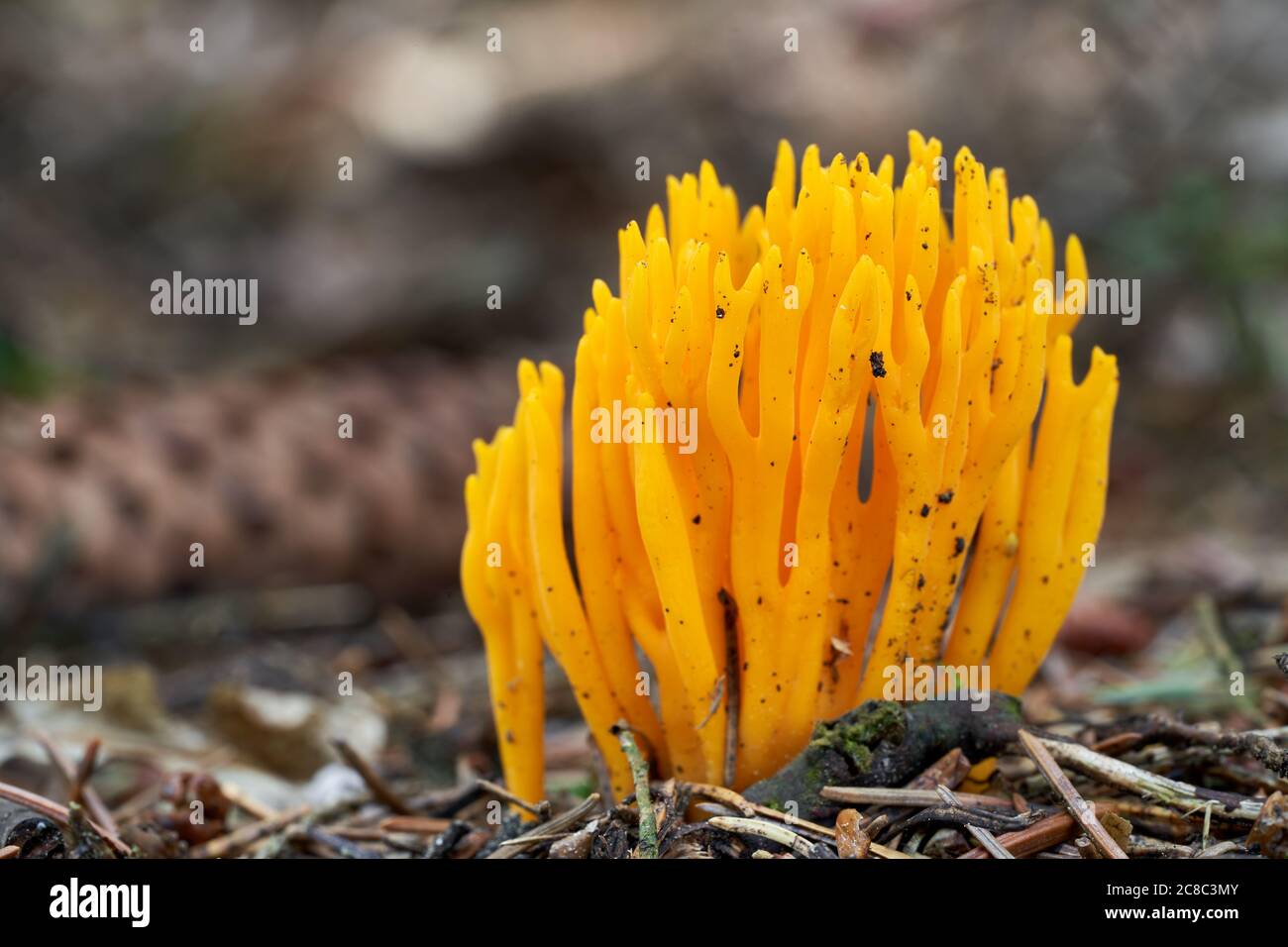 Champignon non comestible Calocera viscosa dans la forêt d'épinette. Connu sous le nom de stagshorn jaune. Champignon jaune sauvage dans les aiguilles. Banque D'Images