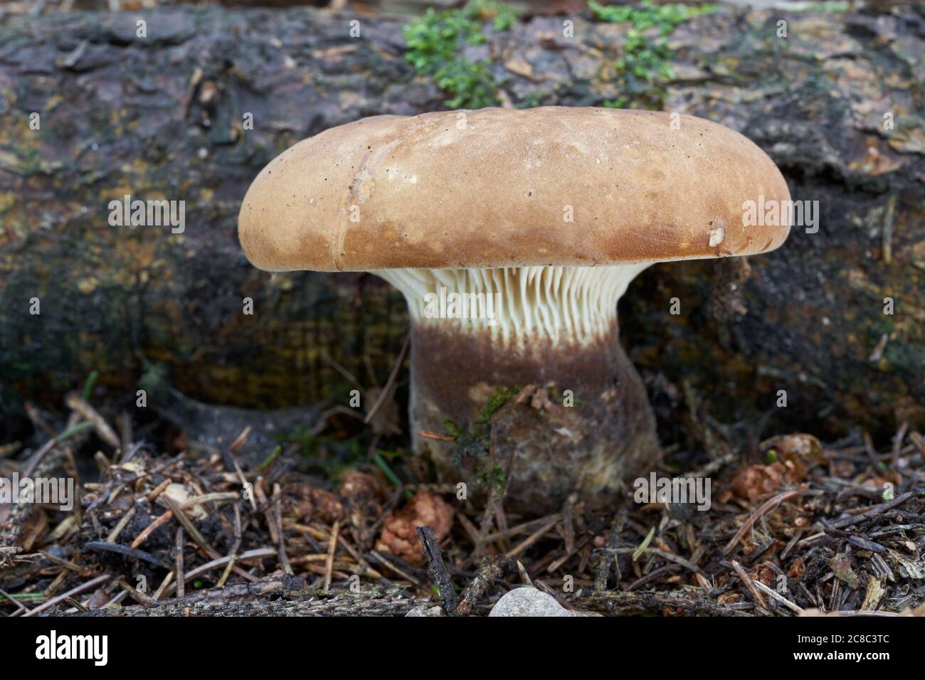 Champignon toxique Tapinella atrotomentosa dans la forêt d'épinette. Connu sous le nom de Velvet RolRIM ou Velvet-Footed Pax. Champignon sauvage dans les aiguilles. Banque D'Images