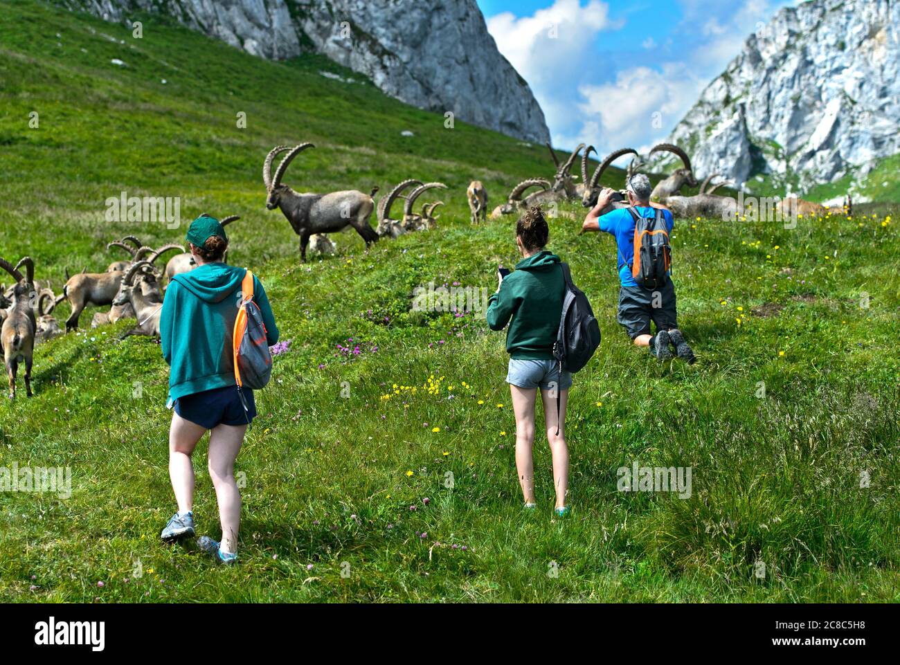 Gardez la distance, randonneurs prenant des photos d'un troupeau d'ibex sauvage, Chablais, France Banque D'Images