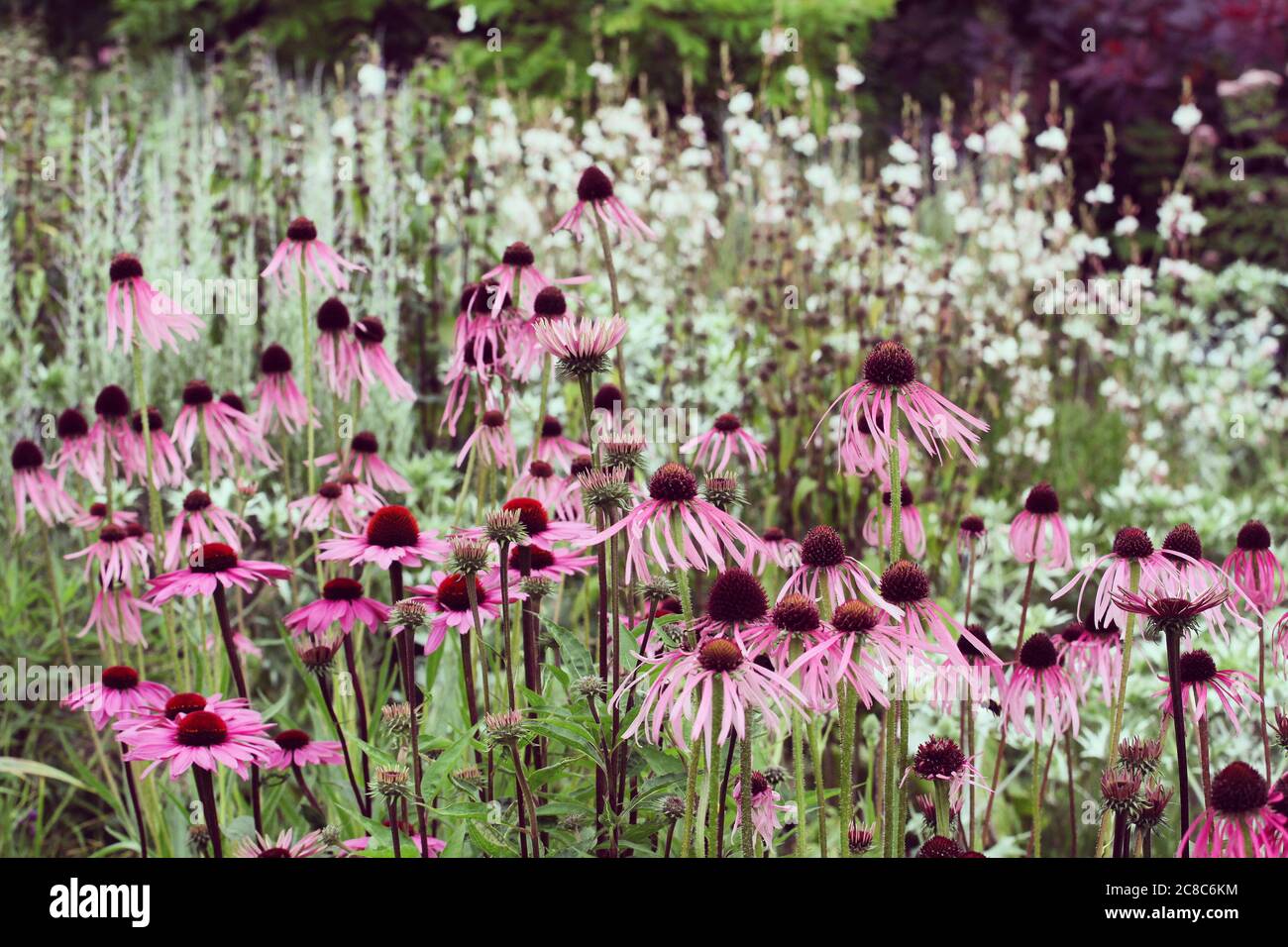 Echinacea pallida, ou communément appelé Pale Purple Conefellower, en fleur pendant les mois d'été Banque D'Images