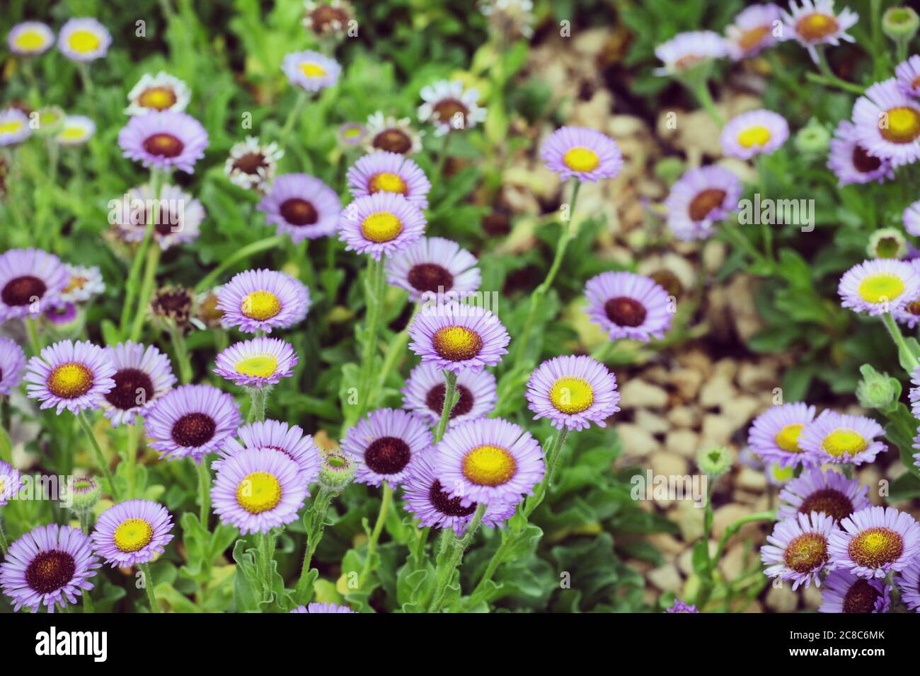 Erigeron glaucus fleabane 'sea Breeze' en fleur Banque D'Images