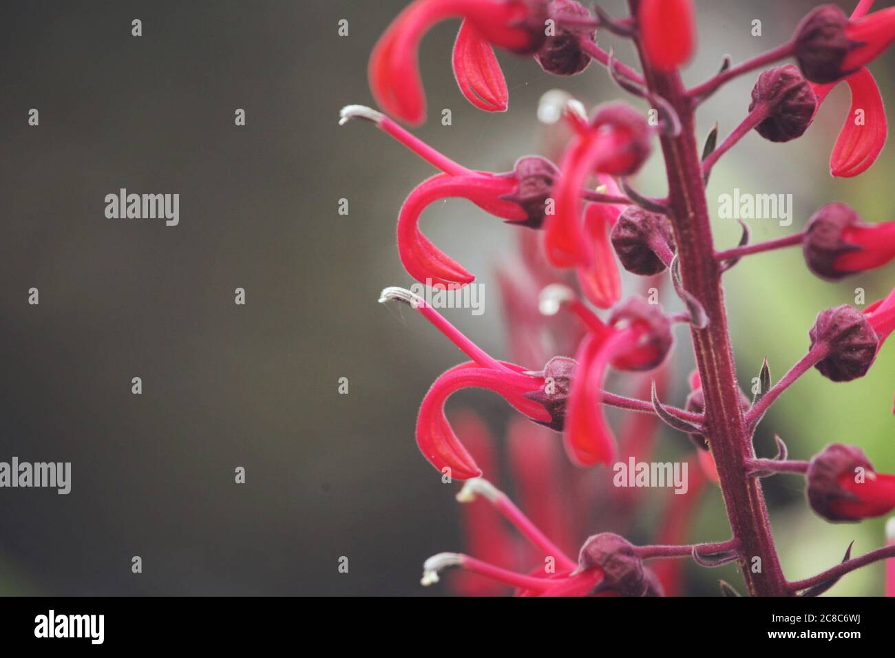Lobelia cardinalis, fleur cardinale rouge en fleur Banque D'Images