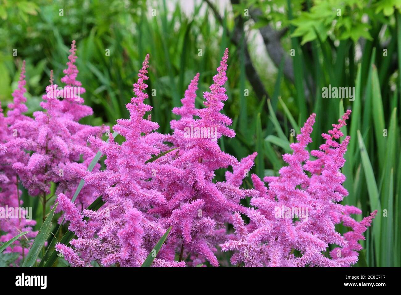 Astilbe rose en fleur pendant l'été Banque D'Images